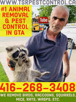 Whether you have a problem with bed bugs, cockroaches, bats, wasps, rats, or another type of insect or animal, we. Pest Animal Control Services In Oakville Homestars