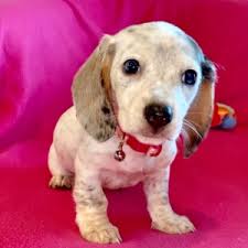 I had bred mini dachshunds for years outside of portland oregon. Blue Eyes Dachshund Puppy 599827 Puppyspot