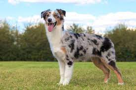 Some say do cut, others say don't. Short Haired Australian Shepherd Everything You Need To Know