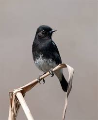 We did not find results for: Burung Decu Wulung Burung Decu Trotol Betina Youtube Mp3 Duration 10 18 Size 23 57 Mb