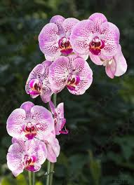 Imagenes de orquideas de colores. Hermosas Orquideas De Diferentes Colores Phalaenopsis Hibridos Foto De Stock Crushpixel