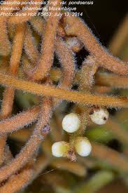 Image result for Cassytha pondoensis