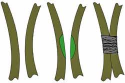 Résultat de recherche d'images pour "Inarching"