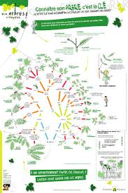 Cle Arbre 3543 5315 Cle De Determination Reconnaitre Les Arbres Projets De Jardins