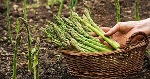 Image result for Asparagus richardsiae