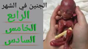 شكل الجنين في الشهرالرابع من الحمل والخامس والسادس youtube
