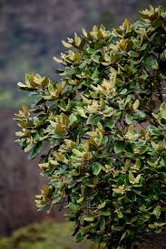 Image result for Curtisia dentata