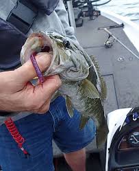 Trend Google: fishing