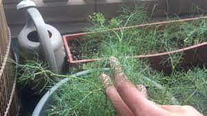 Today we're taking a deep dive into how to get quality cuttings, how to care for them and answers to common questions. How To Prune Harvest And Grow Dill In Containers Youtube