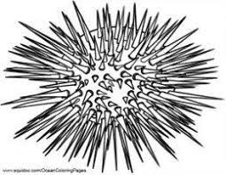 Find high quality urchin coloring page, all coloring page images can be downloaded for free for personal use only. Ocean Animal Facts And Coloring Pages Coloring Pages Animal Coloring Pages Beach Ocean Art