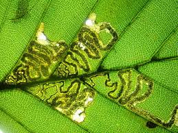 Image result for Stigmella freyella