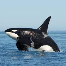 虎鯨Orca