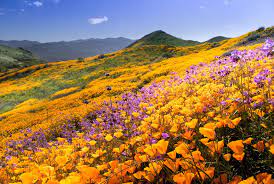 Why are people suddenly attracted to this california desert near san diego? Southern California Will Soon See Another Booming Superbloom Smart News Smithsonian Magazine