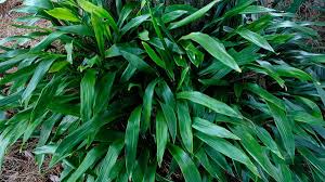 Image result for Aspidistra