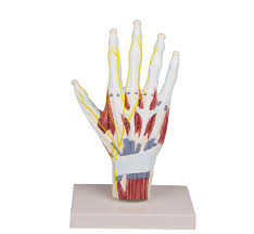 Maybe you would like to learn more about one of these? Modelo Anatomico De Estructura De La Mano A 190 83