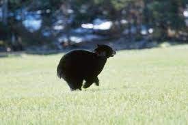 Image Result For Black Bear Running Away Black Bear Running Running Away
