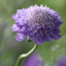 Annual Scabious Country Garden Uk Country Garden Flowers Country Gardening Annual Flowers