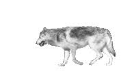 ✚ wolf/werewolf gif hunt ✚ as requested by myself, here is a gif hunt containing #418 small, hq gifs of. Wolves Animated Images Gifs Pictures Animations 100 Free