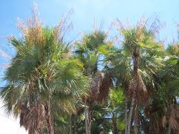 See spiny palms and cold hardy palms, palms for moderately severe cold weather. Paurotis Palm Fruit Acoelorrhaphe Wrightii Palm Trees Spanish Architecture Tree Illustration