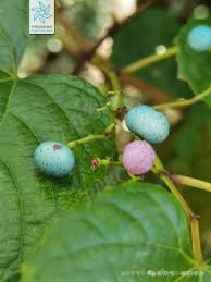 植物与十二生肖：植物里的“蛇”！ - 关注森林