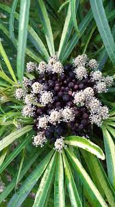 Image result for Araliaceae