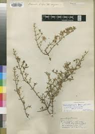 Image result for Trianthema salsoloides