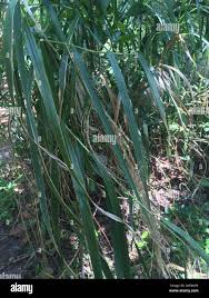 Image result for Neyraudia