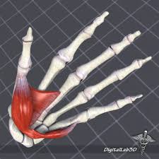 Human Hand Bone And Muscle Structure 3d Model Ad Bone Hand Human Model Human Hand Bones Bones And Muscles Human Bones