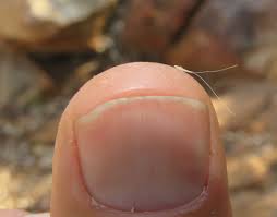 Image result for Perotis patens