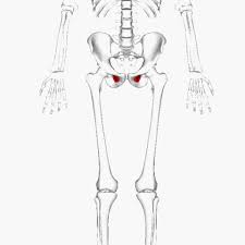 File Obturator Internus Large Gif Wikimedia Commons