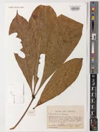 Image result for Cola chlamydantha