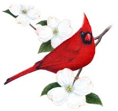 Birds Native To Virginia Virginia Bird Virginia State Bird And Flower Cardinal Cardinalis Cardinalis State Birds Most Beautiful Birds Beautiful Birds
