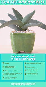 50 Beautiful Succulent Garden Ideas Varieties Succulent Garden Indoor Outdoor Planting Succulents Garden Care Succulents Garden