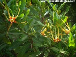 Image result for Strophanthus speciosus