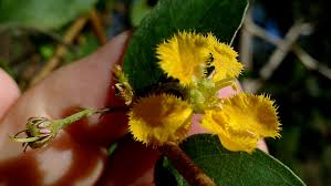 Image result for Janusia mediterranea