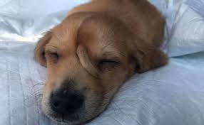 Abandoned Unicorn Puppy Rescued From Cold By Mac S Mission You can choose the most popular free unicorn dog gifs to your phone or computer. abandoned unicorn puppy rescued from
