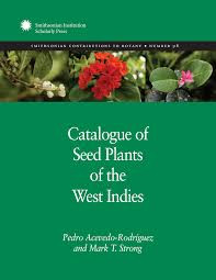 Image result for Secamone punctulata