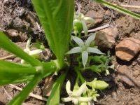 Image result for Pygmaeothamnus zeyheri