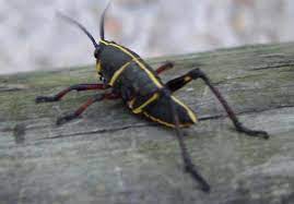 May 14, 2016 · at that young age they are mostly black with a narrow median yellow stripe, and red on the head and front legs. Black And Yellow Grasshopper Romalea Microptera Bugguide Net