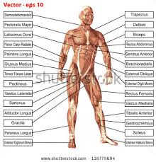 It is long and thin, running across the. Sz 5457 Diagram Of Muscles Of The Body Download Diagram