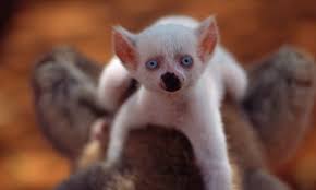 Picture Desk Live The Best News Pictures Of The Day Albino Animals Melanistic Animals Albino