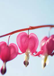 Luisaviaroma Luxury Shopping Worldwide Shipping Bleeding Heart Flower Bleeding Heart Flower Heart