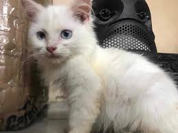 I've read the breed standard, but I'm still unsure how to assess the head  and facial features when looking at an actual one. Can anyone help me  evaluate and rate each feature? |