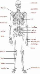Bones make up the skeleton of the human body, as well as the skeleton of animals. Skeletal System Human Skeletal System Body Bones Human Anatomy And Physiology