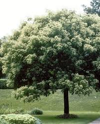 Con che è gli alberi detti anche: Tetradium Daniellii Albero Del Miele Evodia Daniellii Bee Bee Tree Codiferro Master Gardener