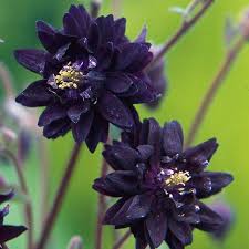 Description détaillée de ancolie des jardins. Ancolie Des Jardins Ou Aquilegia Vulgaris Le Blog De Graine De Fleur Over Blog Com