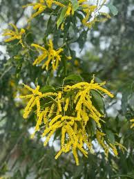Image result for Acacia auriculiformis