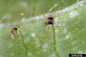 Image result for spider mites on cucumbers