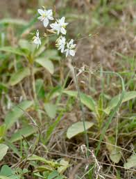Image result for Chlorophytum galpinii