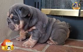 English bulldog puppies for sale , blue tri english bulldog , akc merle english bulldog, blue tri merle, french bulldogs, french bulldogs in texas french bulldog puppies english bulldog breeder we offer in house progesterone, ai, tci, microchipping, stud service, and on occasion whelping. Blue Tri Girl English Bulldog Puppy Welcome To Sandov S English Bulldog